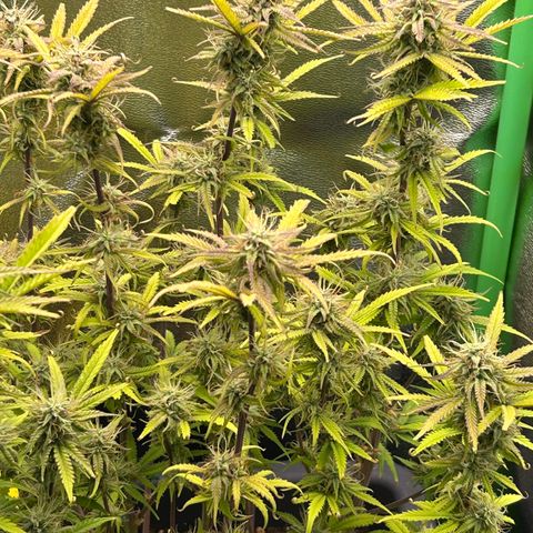 RQS Cosmos F1 growlog timeline photo