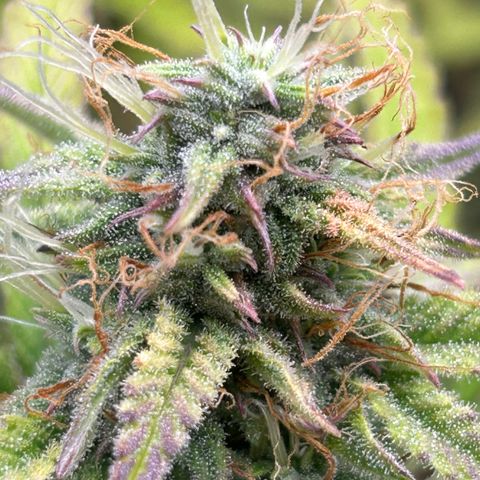 RQS Cosmos F1 growlog timeline photo