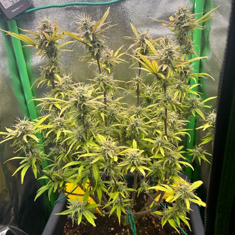 RQS Cosmos F1 growlog timeline photo