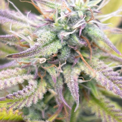 RQS Cosmos F1 growlog timeline photo