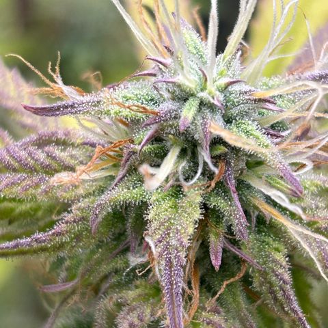 RQS Cosmos F1 growlog timeline photo