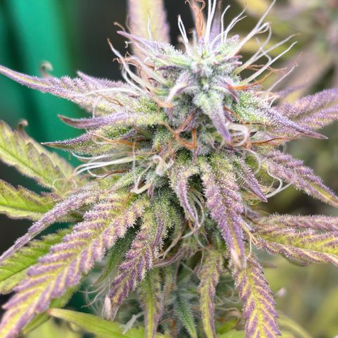RQS Cosmos F1 growlog timeline photo