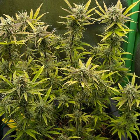RQS Cosmos F1 growlog timeline photo