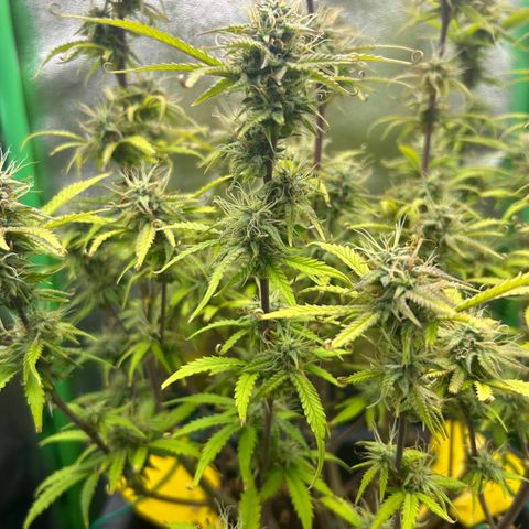 RQS Cosmos F1 growlog timeline photo