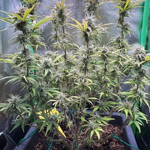 RQS Cosmos F1 growlog timeline photo