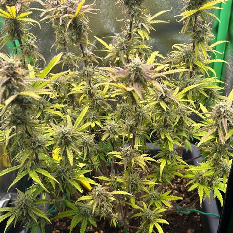 RQS Cosmos F1 growlog timeline photo