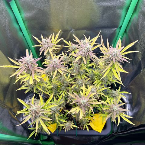 RQS Cosmos F1 growlog timeline photo