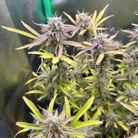 RQS Cosmos F1 growlog timeline photo