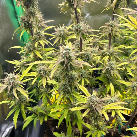 RQS Cosmos F1 growlog timeline photo