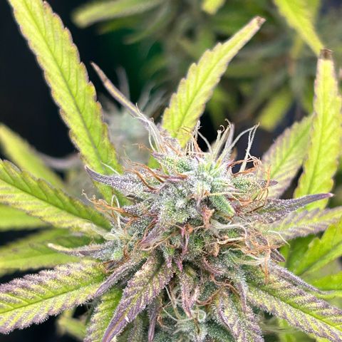 RQS Cosmos F1 growlog timeline photo