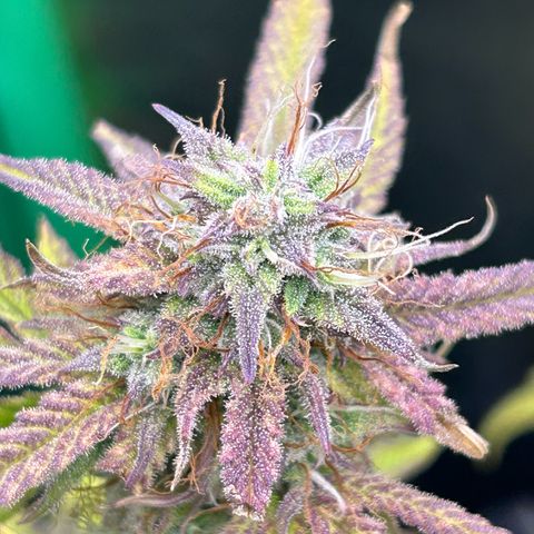 RQS Cosmos F1 growlog timeline photo