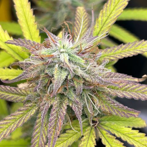 RQS Cosmos F1 growlog timeline photo