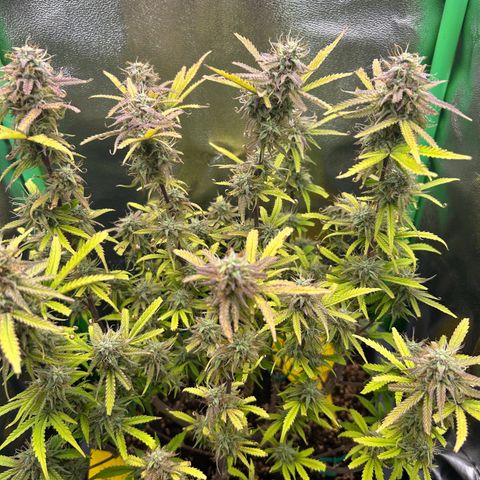 RQS Cosmos F1 growlog timeline photo