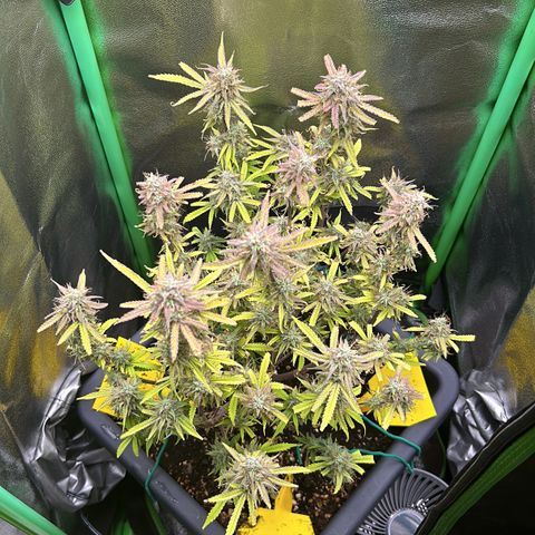 RQS Cosmos F1 growlog timeline photo