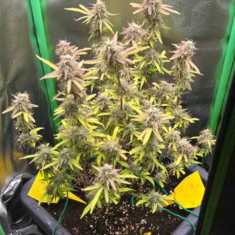 RQS Cosmos F1 growlog timeline photo