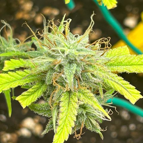 RQS Cosmos F1 growlog timeline photo