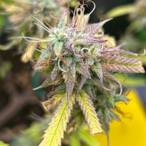 RQS Cosmos F1 growlog timeline photo