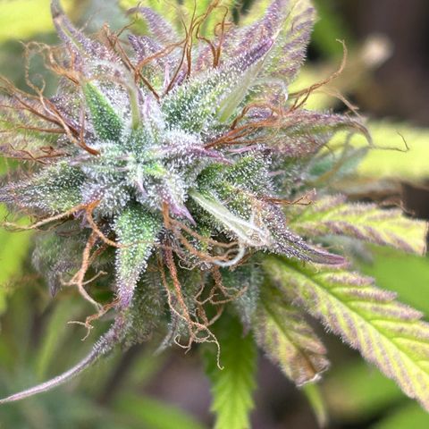 RQS Cosmos F1 growlog timeline photo