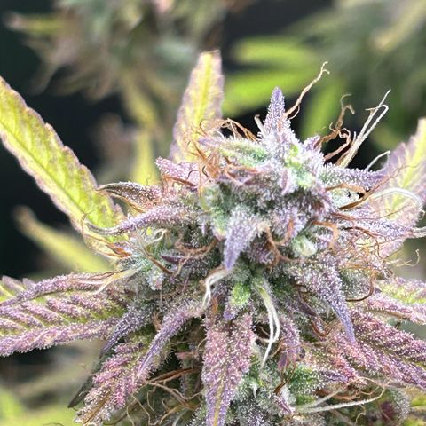 RQS Cosmos F1 growlog timeline photo
