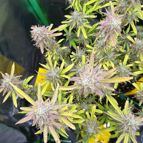 RQS Cosmos F1 growlog timeline photo