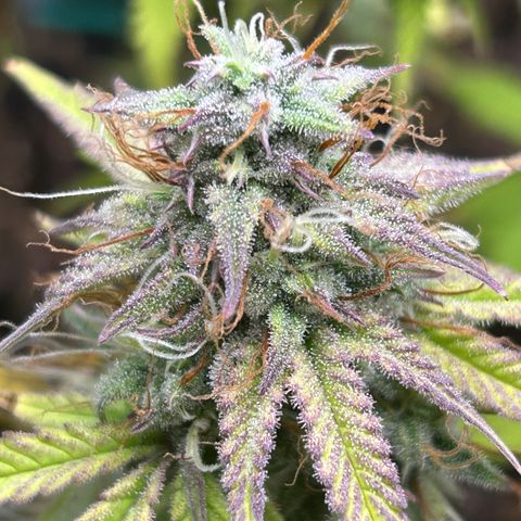 RQS Cosmos F1 growlog timeline photo