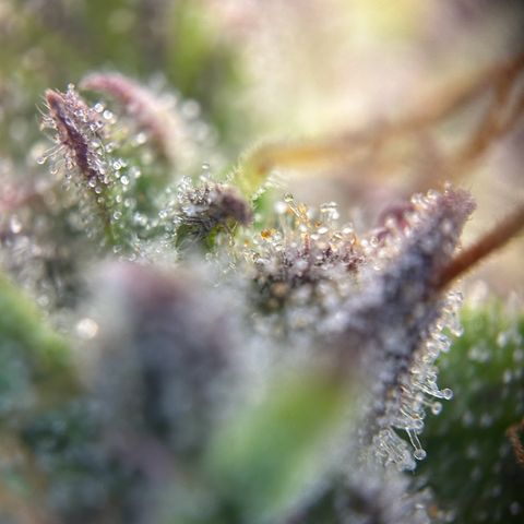 RQS Cosmos F1 growlog timeline photo