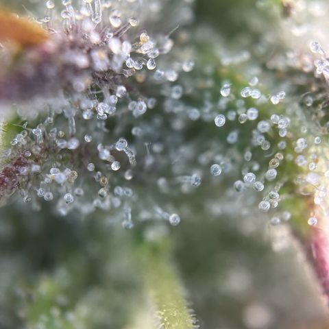 RQS Cosmos F1 growlog timeline photo
