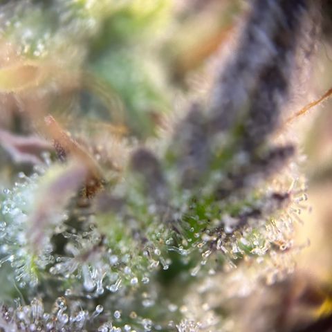 RQS Cosmos F1 growlog timeline photo