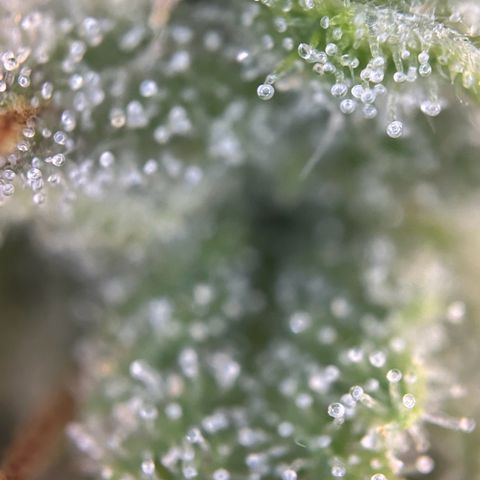 RQS Cosmos F1 growlog timeline photo