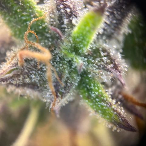 RQS Cosmos F1 growlog timeline photo