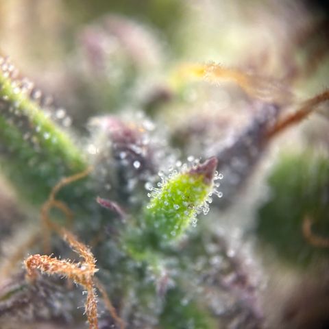 RQS Cosmos F1 growlog timeline photo