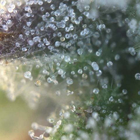 RQS Cosmos F1 growlog timeline photo