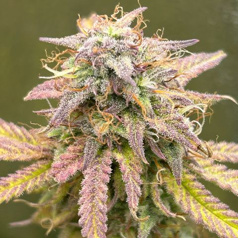 RQS Cosmos F1 growlog timeline photo