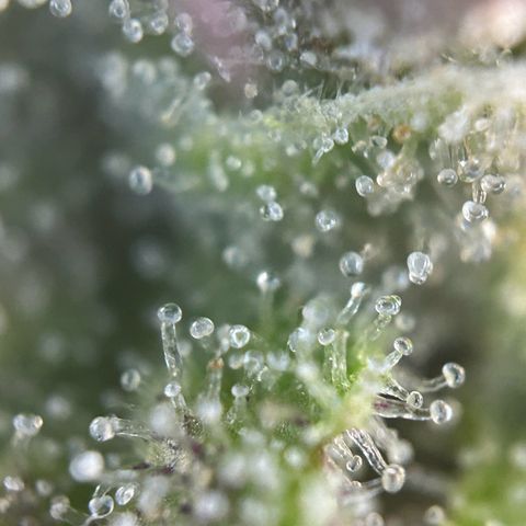 RQS Cosmos F1 growlog timeline photo