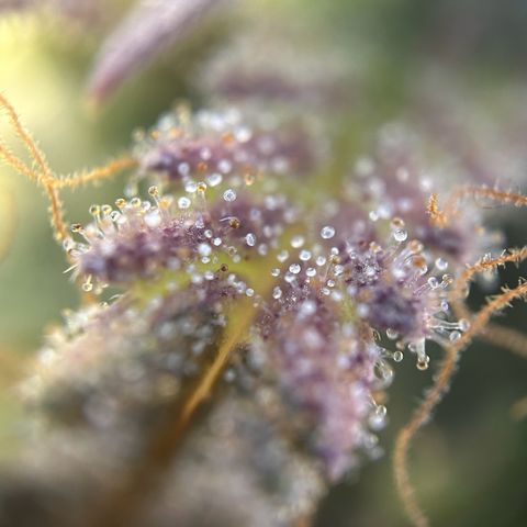 RQS Cosmos F1 growlog timeline photo