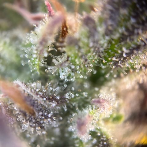 RQS Cosmos F1 growlog timeline photo