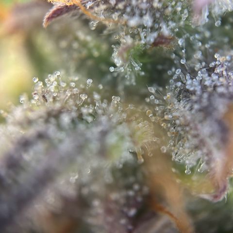 RQS Cosmos F1 growlog timeline photo