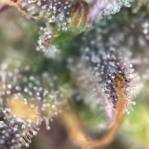 RQS Cosmos F1 growlog timeline photo