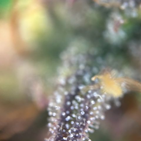 RQS Cosmos F1 growlog timeline photo