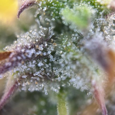 RQS Cosmos F1 growlog timeline photo