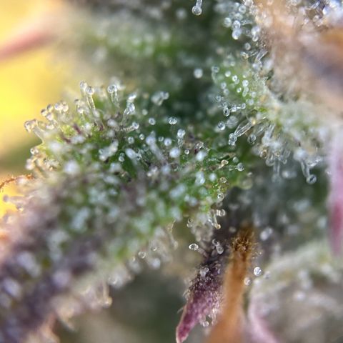 RQS Cosmos F1 growlog timeline photo