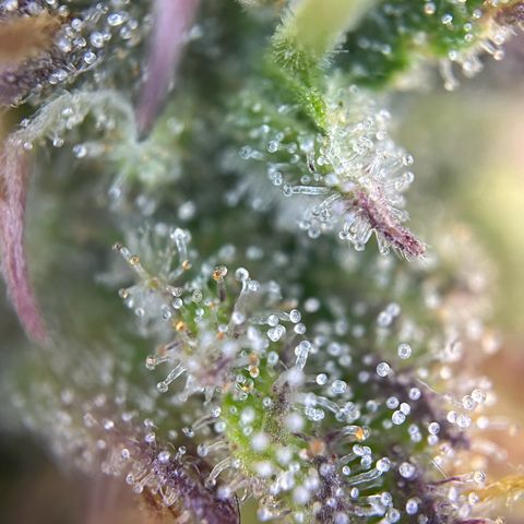 RQS Cosmos F1 growlog timeline photo