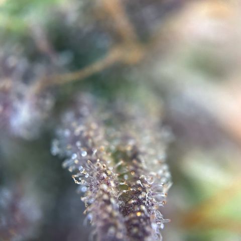 RQS Cosmos F1 growlog timeline photo