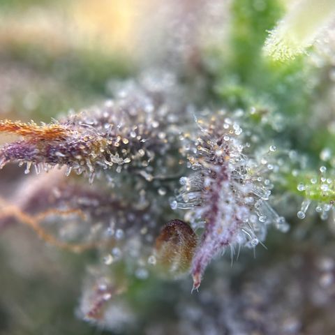 RQS Cosmos F1 growlog timeline photo