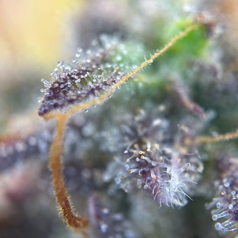 RQS Cosmos F1 growlog timeline photo