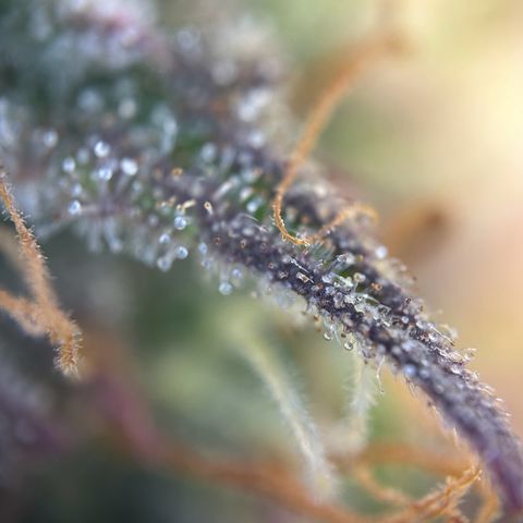 RQS Cosmos F1 growlog timeline photo