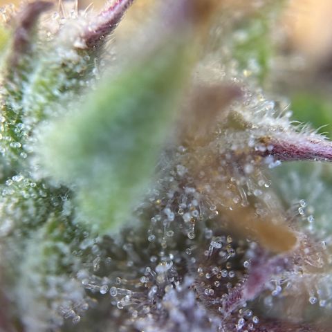 RQS Cosmos F1 growlog timeline photo