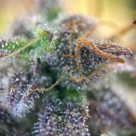 RQS Cosmos F1 growlog timeline photo