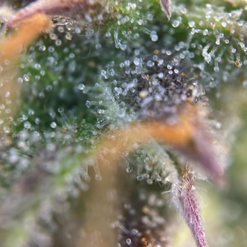 RQS Cosmos F1 growlog timeline photo