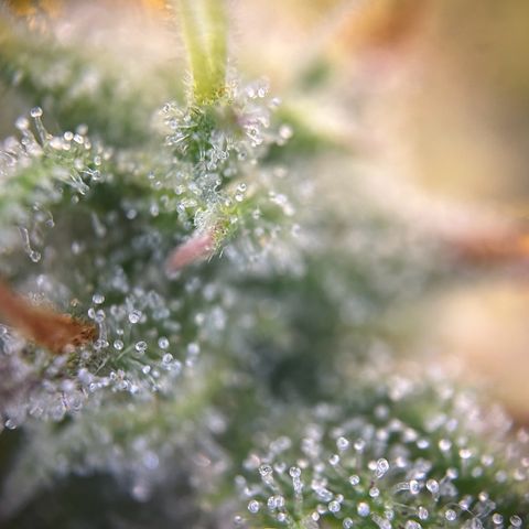 RQS Cosmos F1 growlog timeline photo
